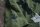 BOMBS2. OLIVE. M