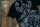 TEUTON. BLACK. S