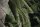 VANDALS. OLIVE. S